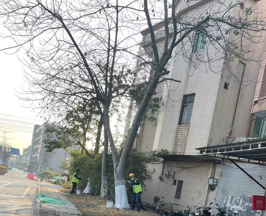 踏實做好小區冬季的綠化養護管理工作
