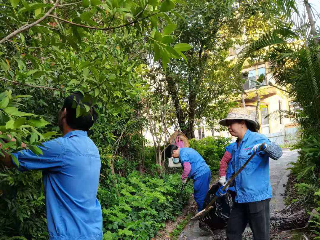 觀湖園小區綠化養護清理雜草