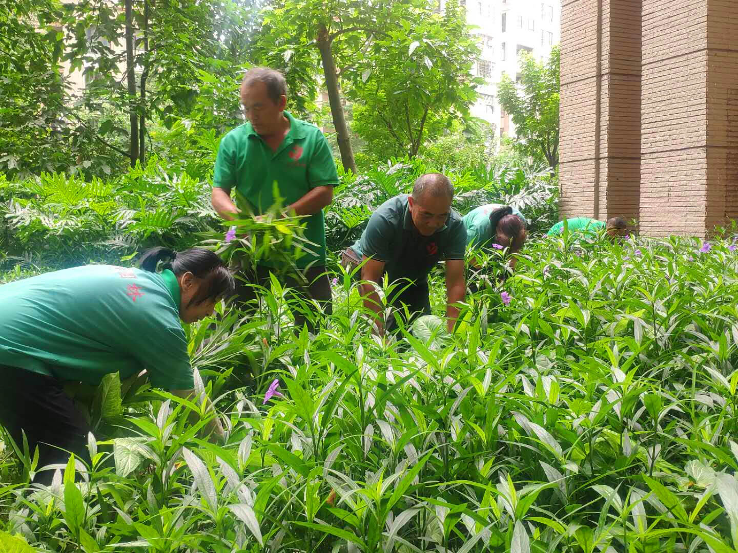 怡軒園林綠化公司工人正在清理綠化垃圾