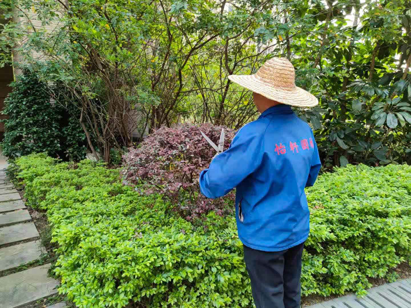 怡軒園林綠化公司對小區(qū)綠化進行修建