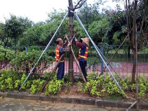 臺風天氣下的小區綠化養護措施