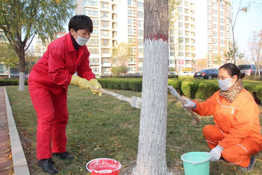 綠化養護行道樹涂白