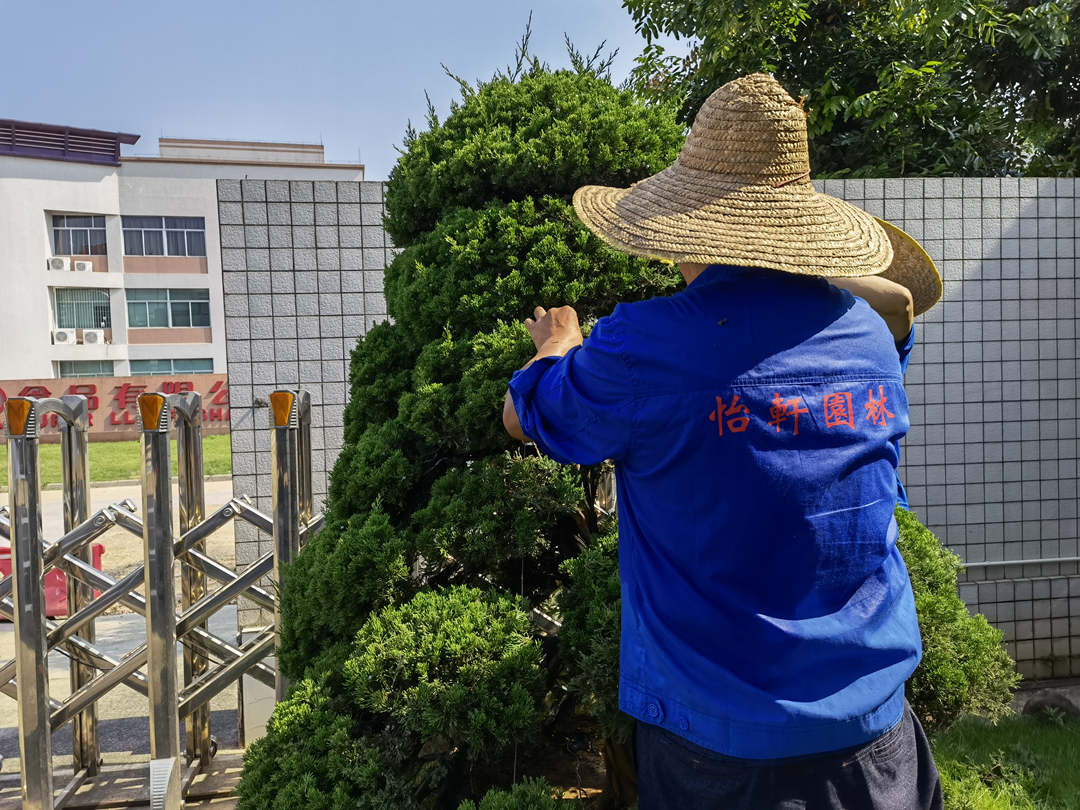 綠化養(yǎng)護修剪