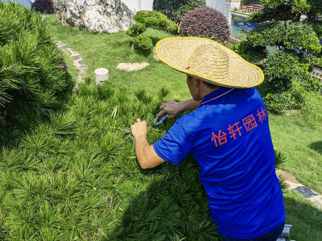 園林綠化養護修剪