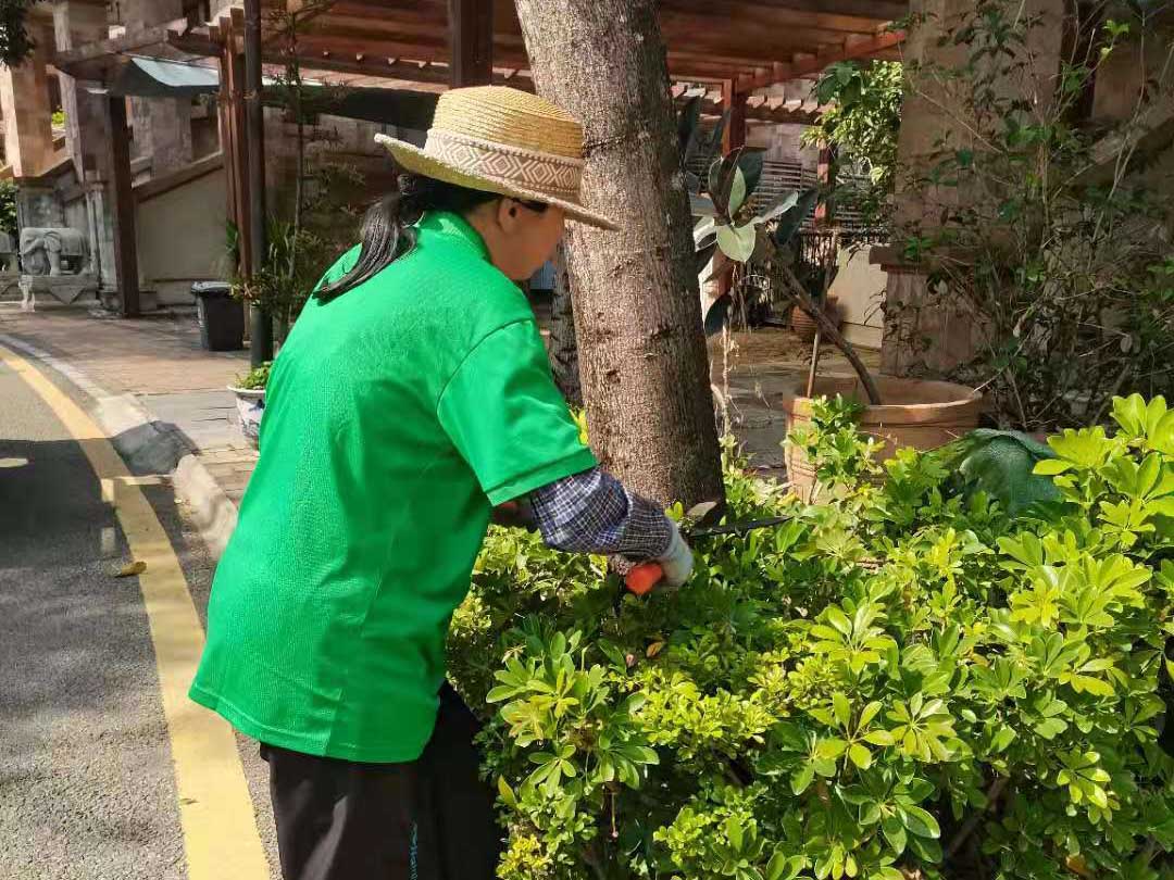 冬季綠化養(yǎng)護修剪