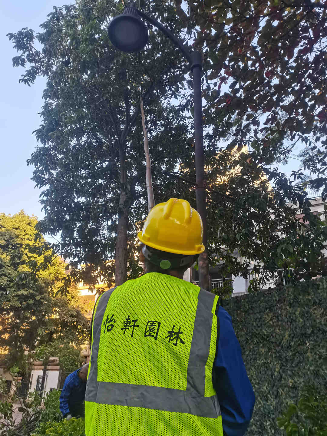 怡軒園林綠化公司工人對小區的大樹進行修剪
