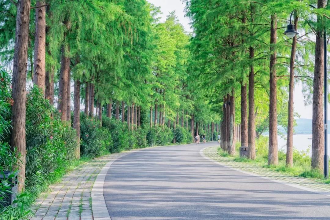 城市道路景觀設計種植設計要點