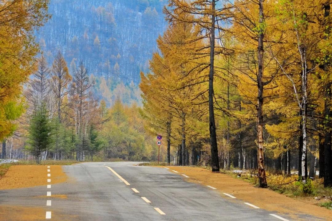 道路景觀設計植物的選擇