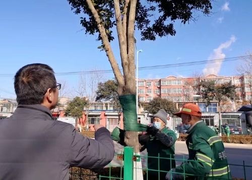 綠化養護工人正在為苗木穿“防寒衣”