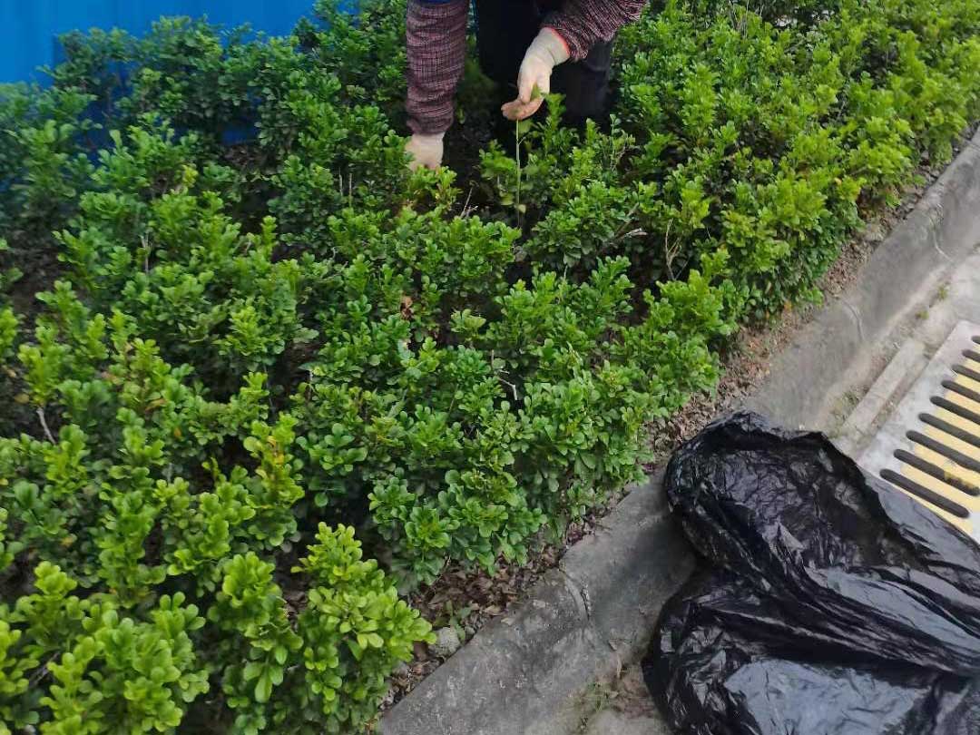 園林綠化養(yǎng)護清理雜草