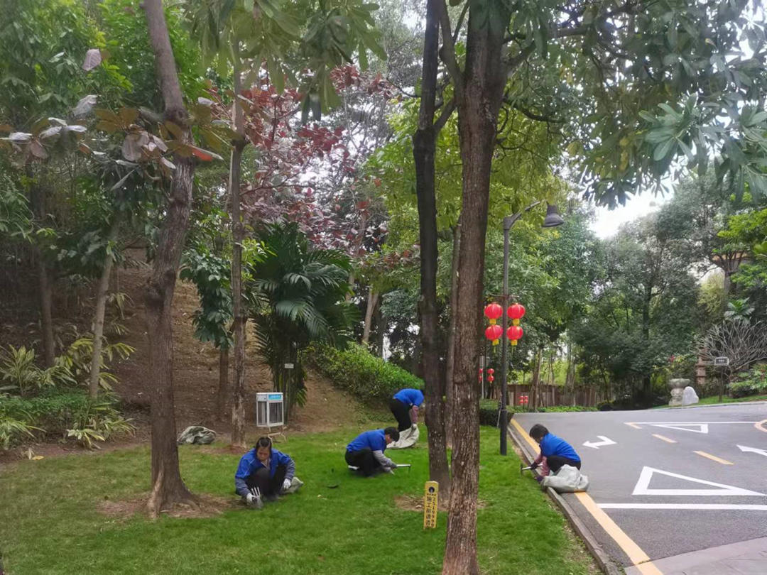 園林綠化養護工人正在清理雜草