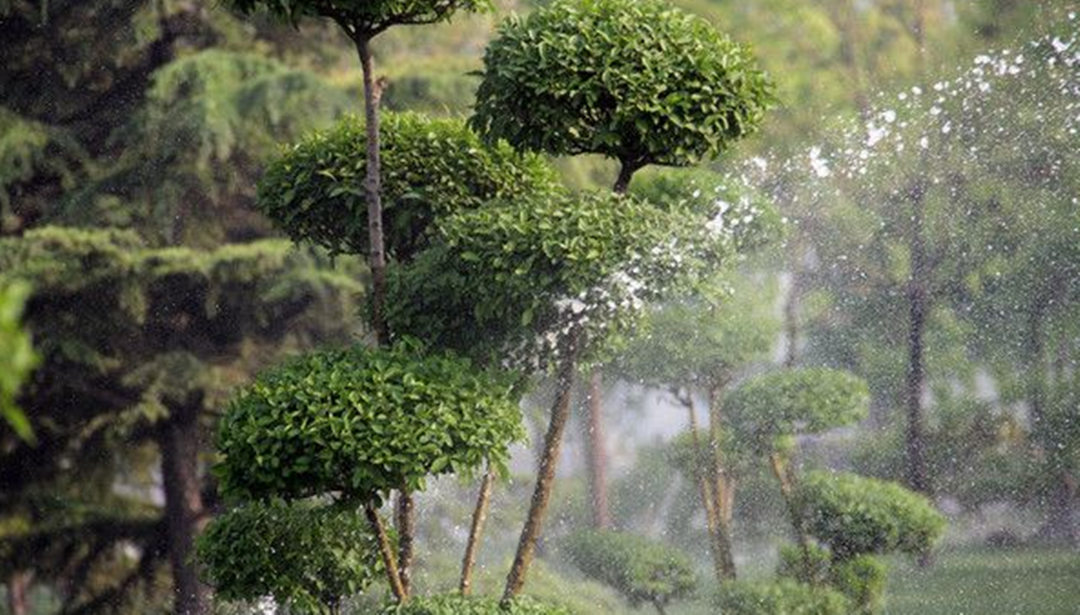 園林綠化養護過程中不同植物有著不同的澆灌技巧