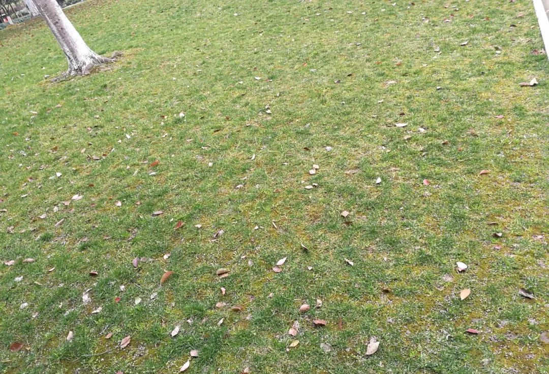 園林綠化養護中草坪出現青苔的情況