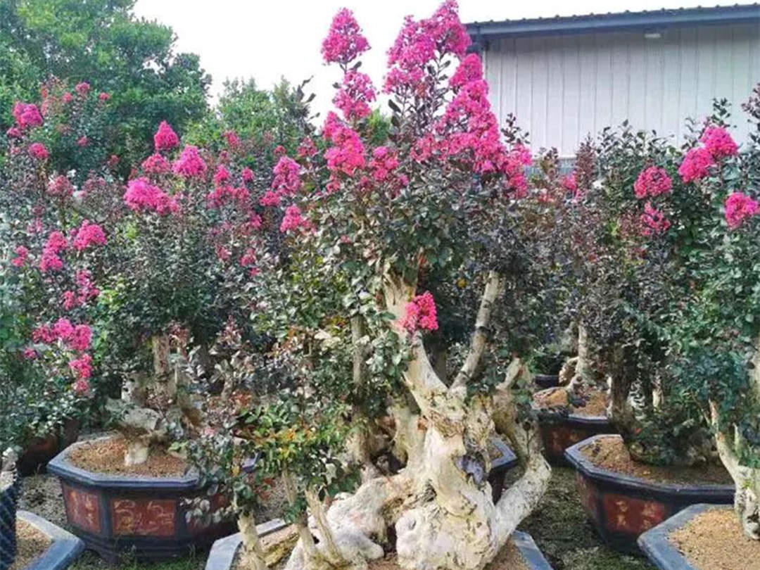 紫薇盆景的養(yǎng)護(hù)管理