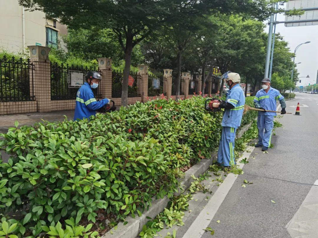 園林綠化養護修剪