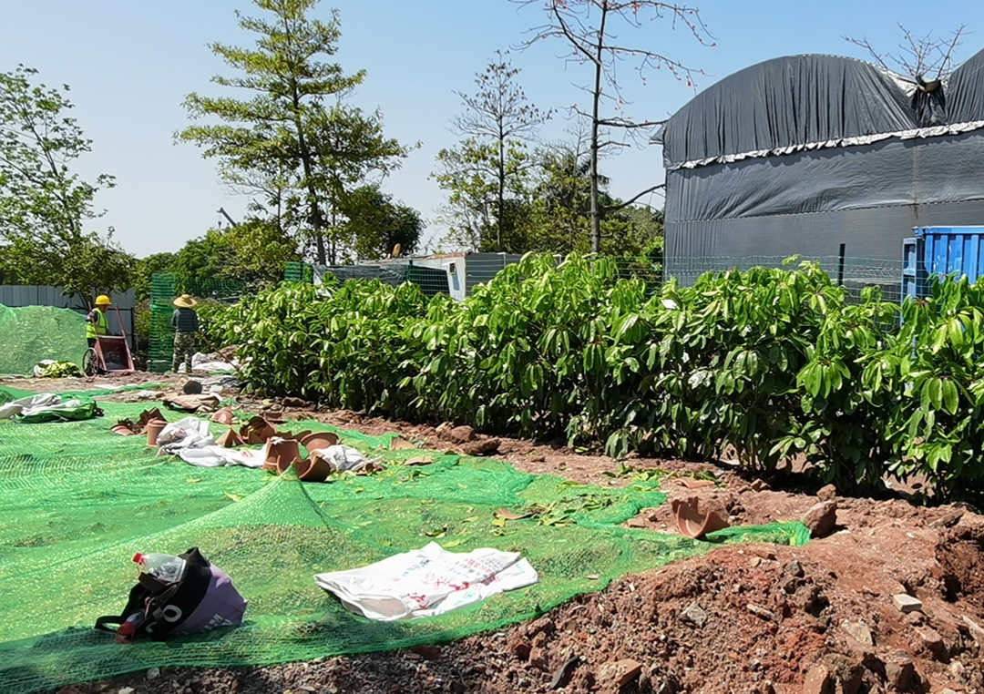 園林綠化工程施工種植現場