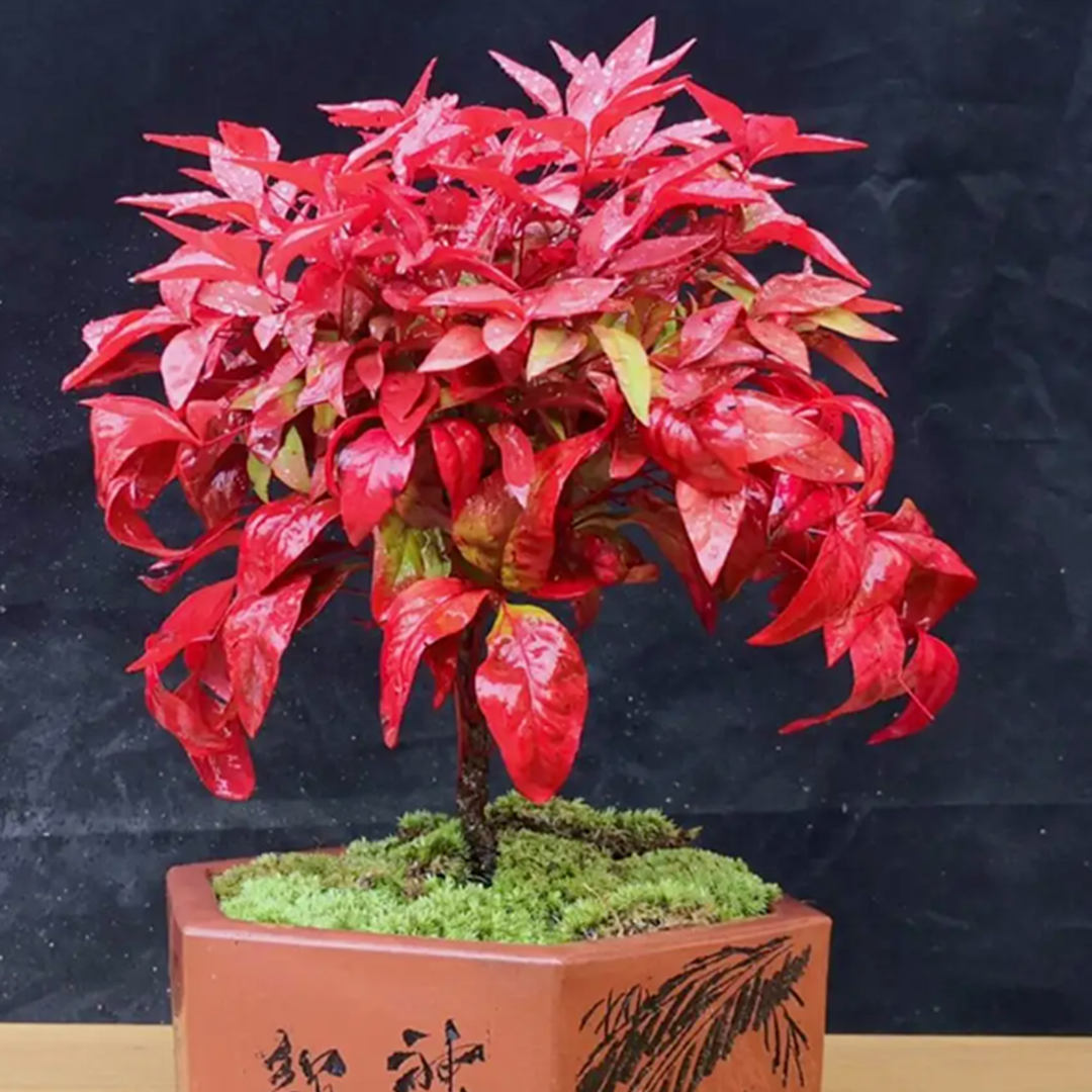 盆花綠化養護