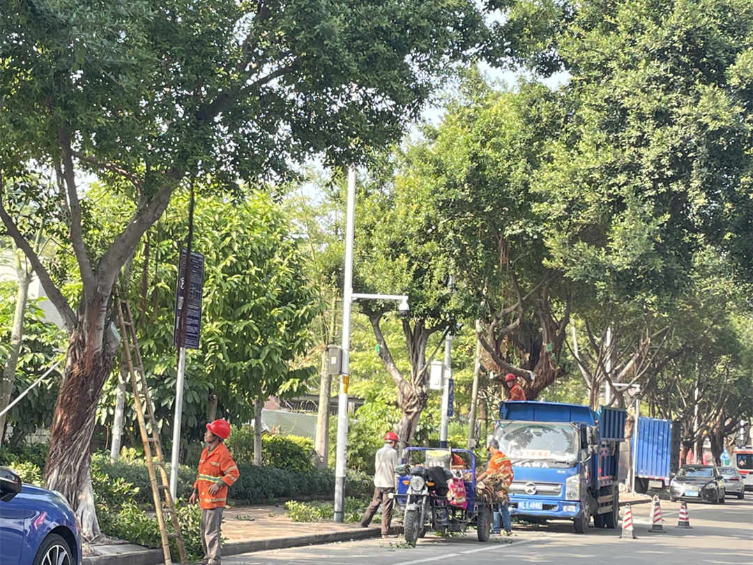 園林綠化養護行道樹修剪