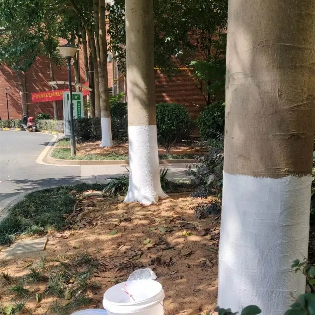 十一月園林綠化養護苗木涂白