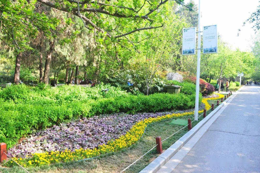 園林綠化工程中彩葉地被植物的應用