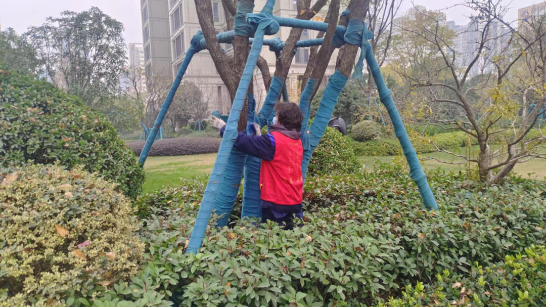 冬季園林綠化養護中植物的防護設施