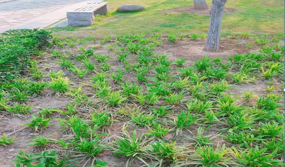 園林綠化養護中雜草的危害