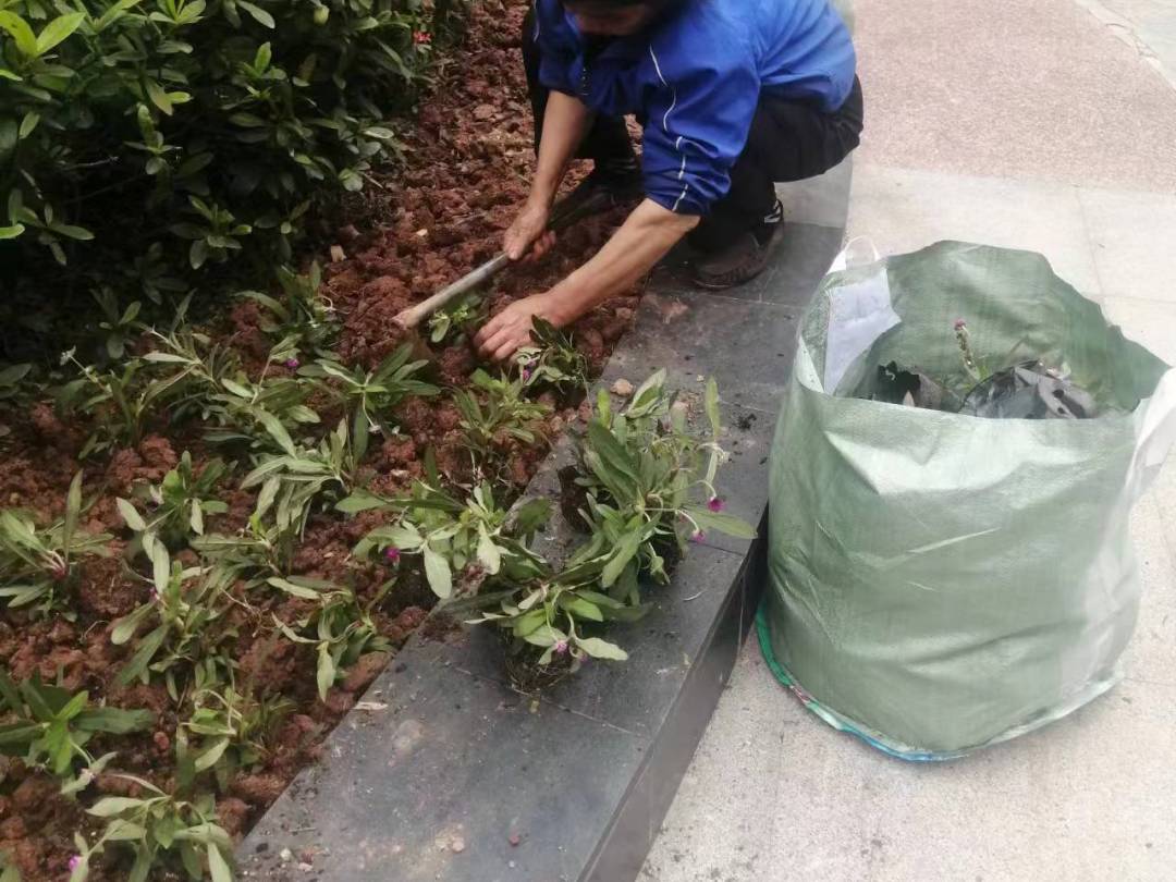 四月份園林綠化養護補植工作
