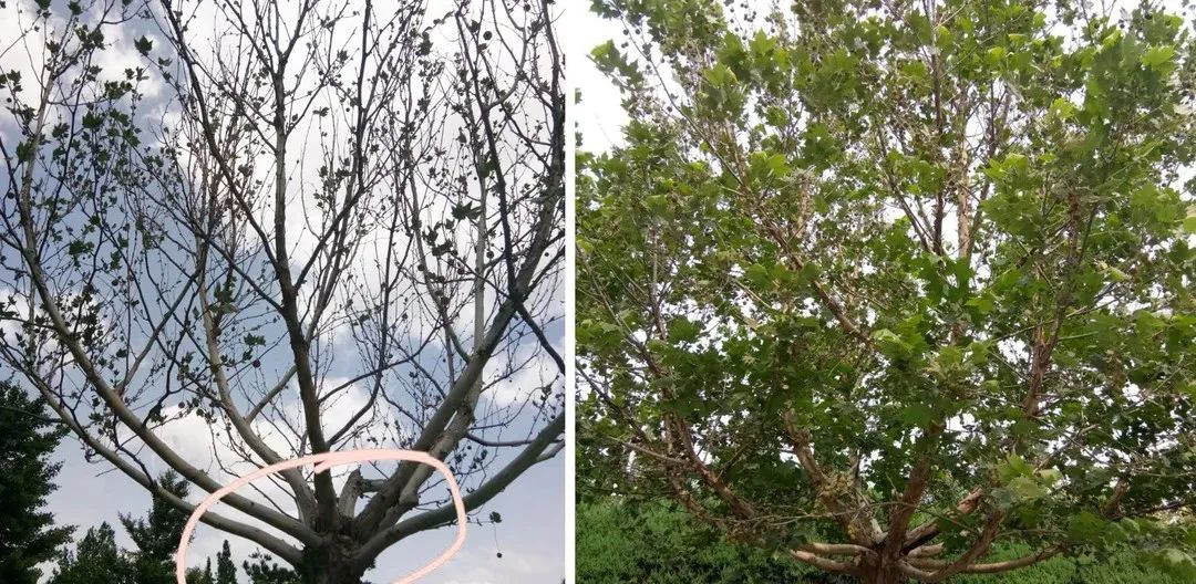 綠化養(yǎng)護法桐復(fù)壯前后效果對比