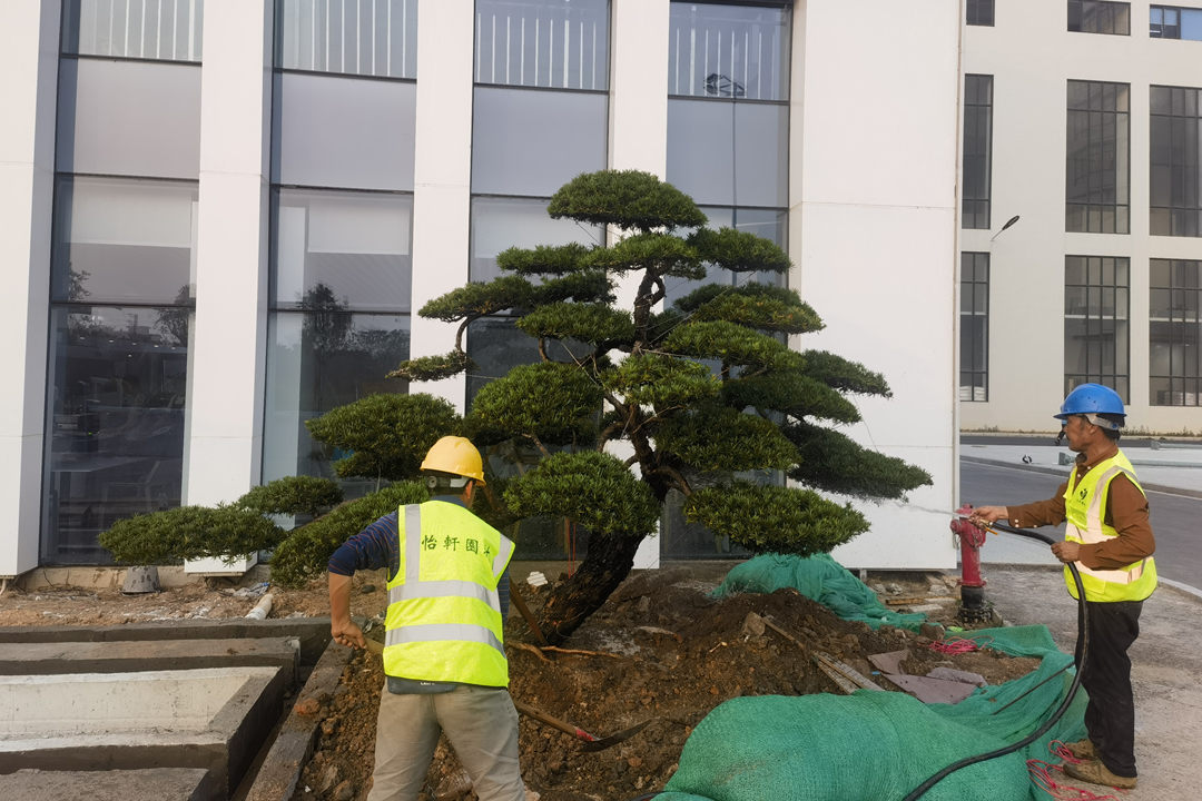 園林綠化工程景觀大樹的移植栽種