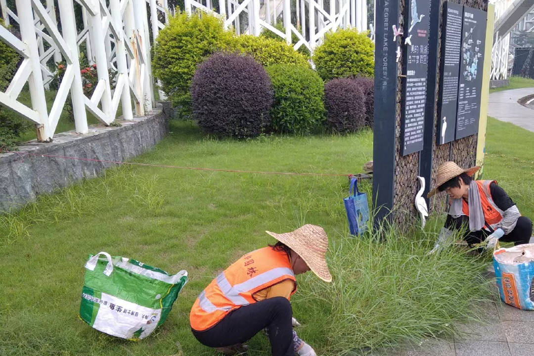 園林綠化養護草坪雜草防除