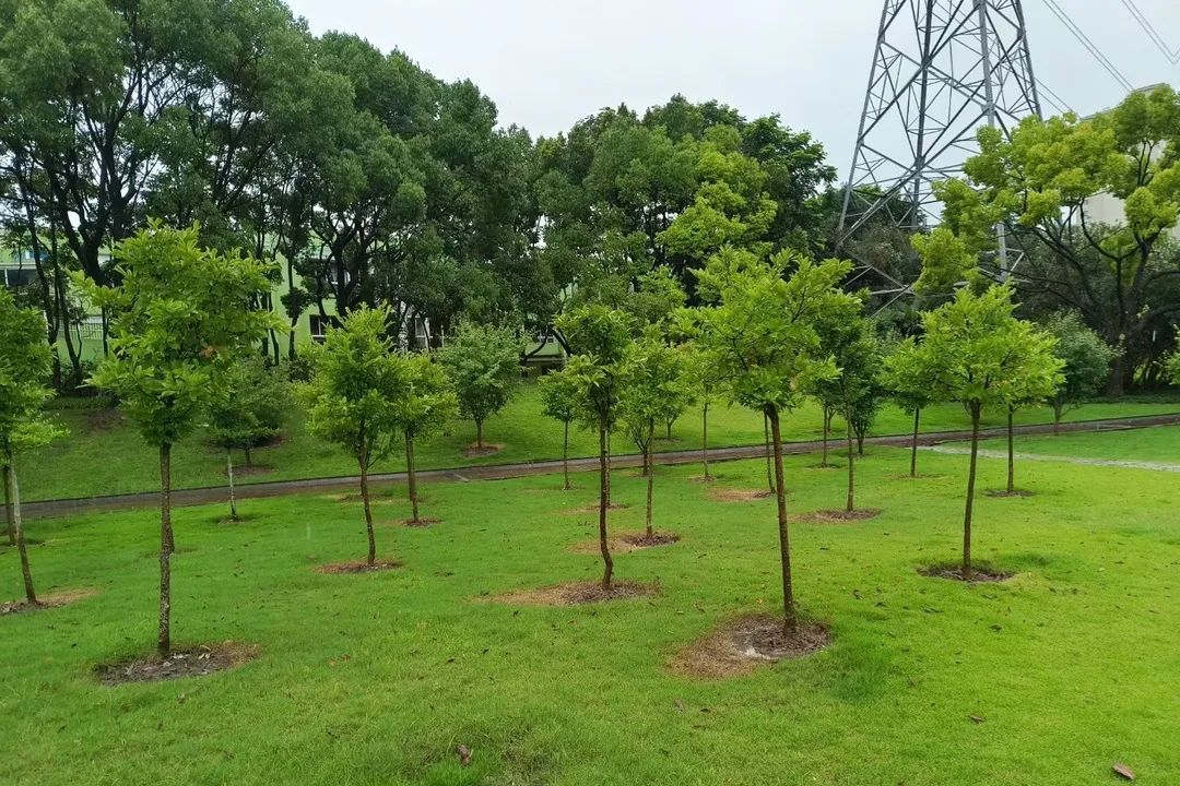 雨季綠化養護排澇