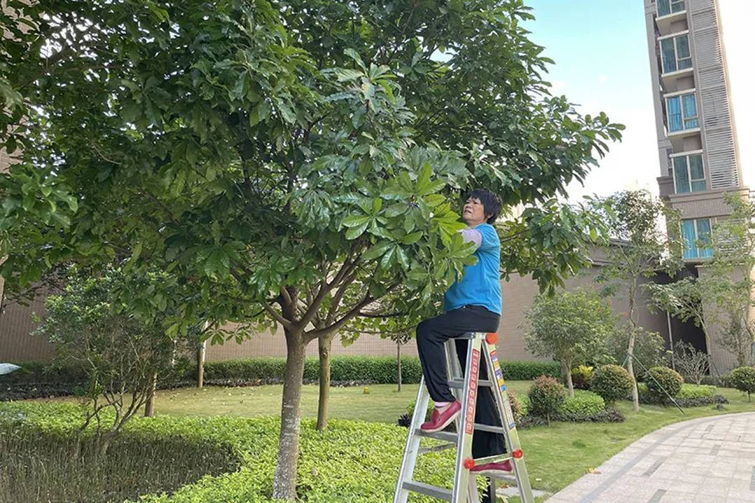 園林綠化養護樹木修剪