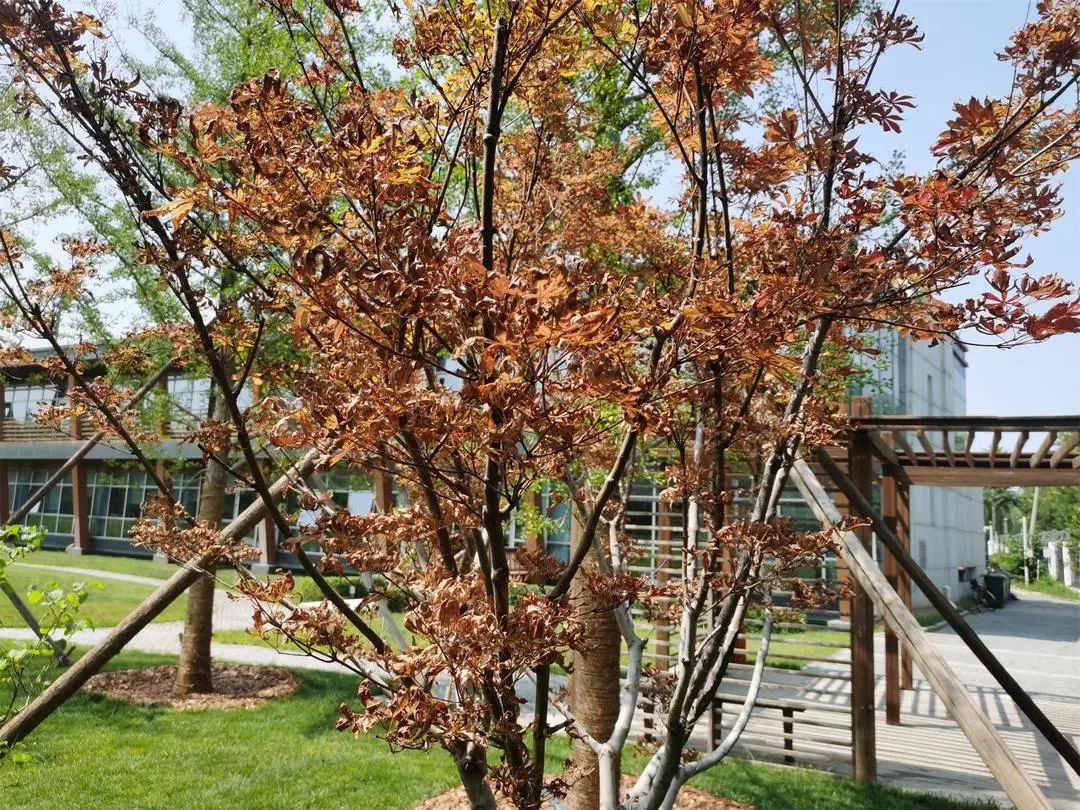 高溫季節下的綠化養護