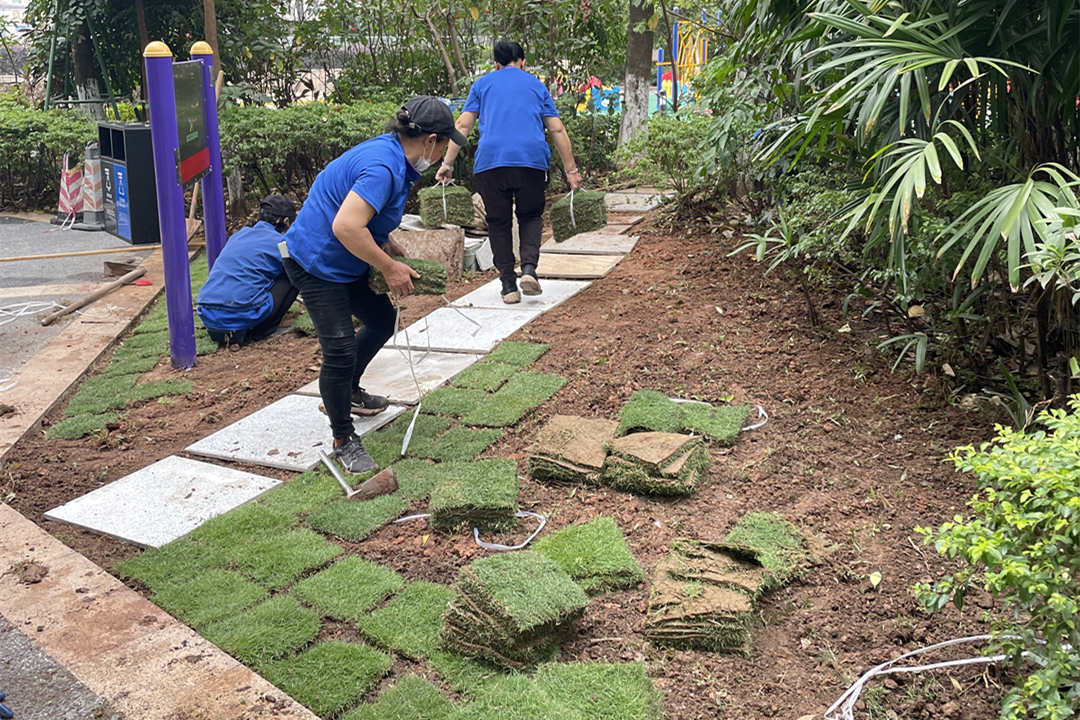 秋季園林綠化養護鋪植草坪