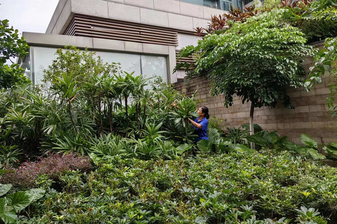 小區綠化養護標準