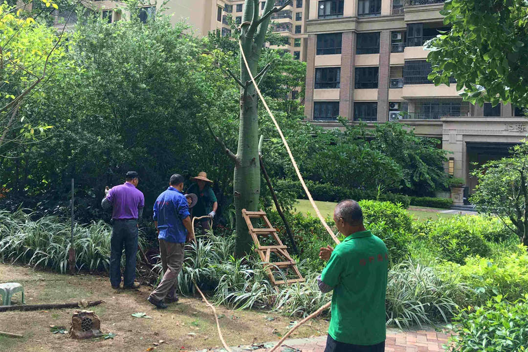 園林綠化工程樹木移植