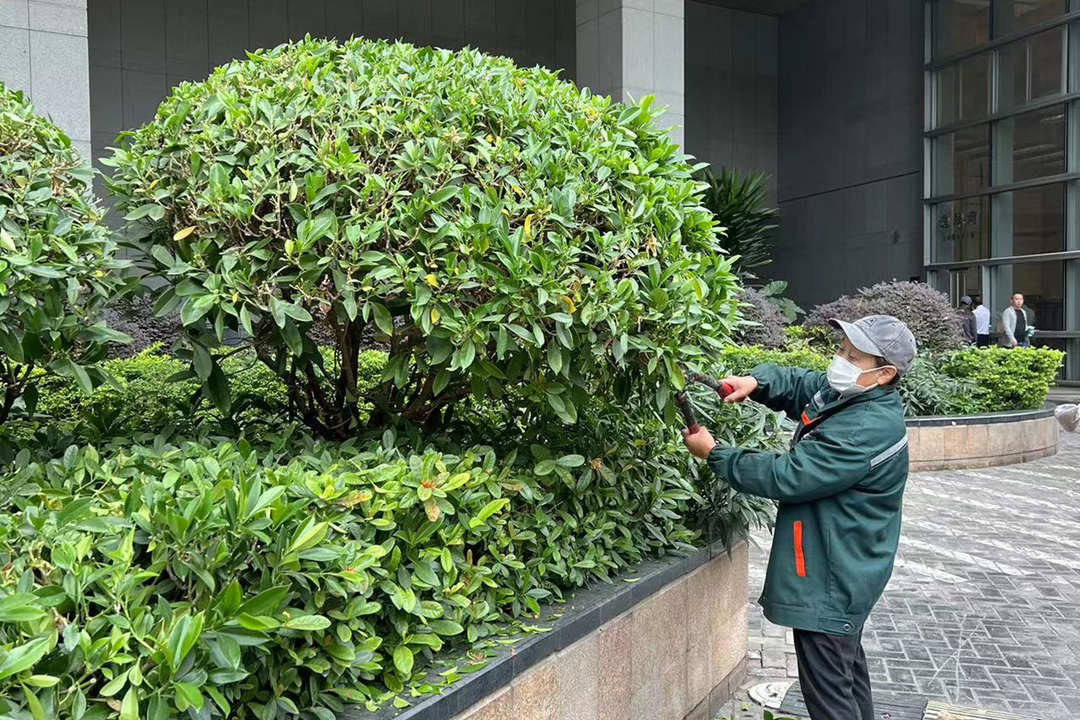 綠化養護修剪