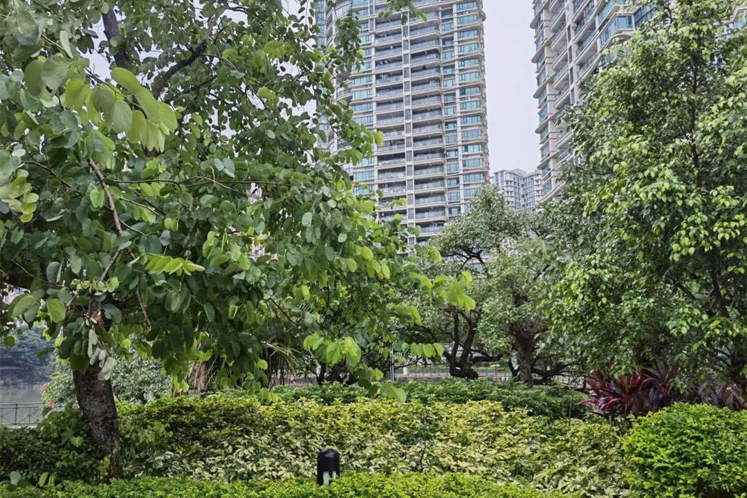 園林綠化工程鄉土植物的應用